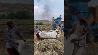 Peanuts harvesting farming village [upl. by Akiwak]