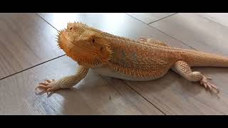 Bearded Dragon Relaxing And Running [upl. by Godard]