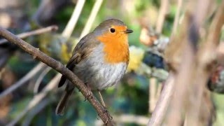 Le chant du rougegorge au parc de Sceaux  robin Février 2016 12 [upl. by Hatokad479]