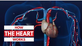 How the heart works l 3D Tour of the heart [upl. by Lerret]