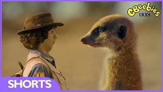 CBeebies  Andys Safari Adventures  The Meerkat [upl. by Bridgid317]