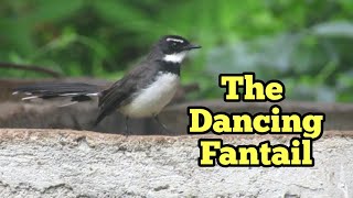 The Dancing Fantail [upl. by Trebron]