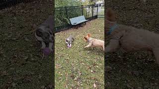 Does Your Dog Act Like an Ahole At The Dog Park [upl. by Hedi]