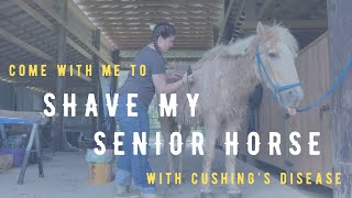 Come Shave My Senior Horse with Cushing’s Disease with Me [upl. by Ybanrab425]