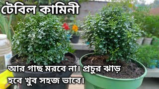 টেবিল কামেনি গাছের সঠিক সময় পরিচর্যা how to grow table kamini plants tablekamini indoorgardening [upl. by Brock]