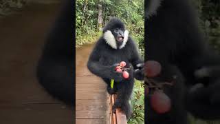 Gibbons Joyful Treat Time Sweet Moments wildlife pets short [upl. by Humph]