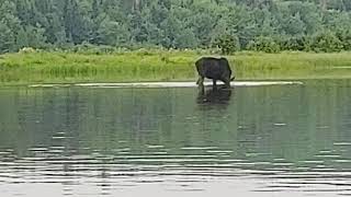 Moose on the Allagash River by Umsaskis Lake part 1 71721 [upl. by Evetta729]