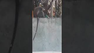 Only in Ethiopiaአስቂኝ የጦጣ ቀልድ funny monkey talking amharic amharicshorts [upl. by Le304]