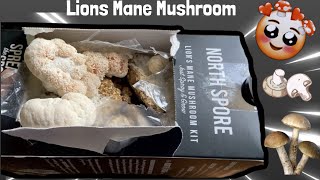 NorthSpore Lions Mane Mushroom Growing Kit  2021 [upl. by Ahseek]