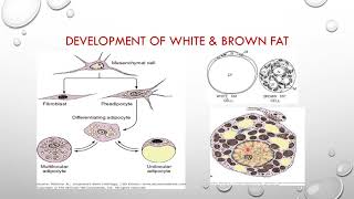 adipose tissue [upl. by Merola]