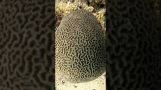 Brain Coral marinelife Ocean sea scuba gopro viral fyp YouTubeChamps [upl. by Beaner369]