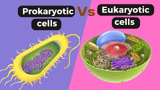 prokaryotic and eukaryotic cells  prokaryotic or eukaryotic mein antar  eukaryotic and prokaryotic [upl. by Ikkela206]