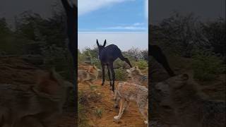 Donkey 🐴 Kik fox 🦊😂🦊animals animalaction trendingshorts trending shortvideo shorts short [upl. by Felix]