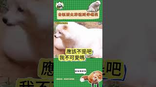 白狐因為長得胖被同伴嘲笑，這笑聲別太搞笑 funnyanimals 搞笑 fox 狐狸 funny 動物 [upl. by Charis]