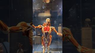 Exploring Body Worlds Decoded at The Tech Interactive BodyWorldsDecoded TechInteractive [upl. by Lorrimor466]