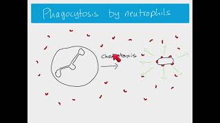 AS Biology  Phagocytosis [upl. by Florian]