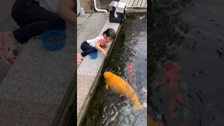 Fish Aquarium China fish farming fish attack videoshortsfeed shortvideo shorts dolphin 🐬 [upl. by Mosera362]