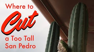 Where to cut a San Pedro cactus that is too tall [upl. by Carrew]