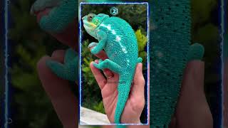 🦎 4 ANIMALES CON COLORES ALUCINANTES😲​  alucinante colores shortsvideo [upl. by Neff10]