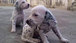 Cute dalmatian puppies [upl. by Nonnac]