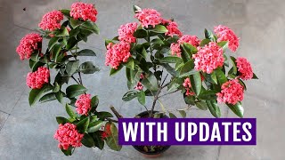 My TOP 3 Secrets to Get 1000X Blooms on IXORA [upl. by Teodorico]