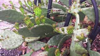 NYC Hardy Cactus New Growth Spring [upl. by Atirac]