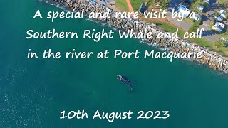 Rare and special visit of a Southern Right Whale and calf at Port Macquarie 10th August 2023 [upl. by Peonir]