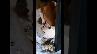 Niszczarka do papieru  paper shredder beagle zabawa doglife beaglelife [upl. by Cherey]