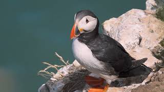 RSPB Bempton Cliffs 2022 featuring Puffins and the Northern Gannet [upl. by Ethelinda164]