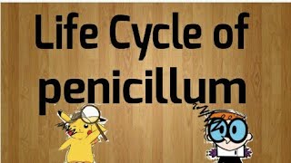 Life cycle of Penicillium [upl. by Roban]