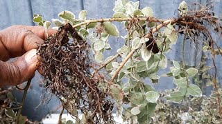 Propagate Euonymus Shrubs Easily This Way  DIY Gardener [upl. by Sonya105]