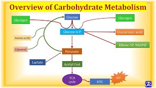 1 Overview Carbohydrate Metabolism  Carbohydrate Metabolism1  Biochemistry NJOY Biochemistry [upl. by Rofotsirk203]