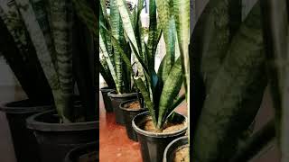 Snake plant care🙃snake plants tips indoorplants growing garden shorts ytviral short plants 🌱 [upl. by Toni712]