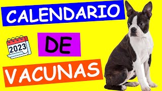 CALENDARIO DE VACUNAS para PERRO  PASO A PASO [upl. by Adnat]