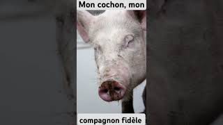 Mon cochon ma fierté 😘😯😘 animaux [upl. by Ahsirkal421]