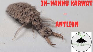 InNannu Karwat  Antlion [upl. by Cynthia]