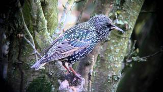 Starling feeding and singing [upl. by Zetneuq]