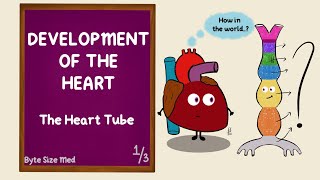 Development of the Heart  The Heart Tube  Part 13  Cardiac Looping  Cardiovascular Embryology [upl. by Lamak]