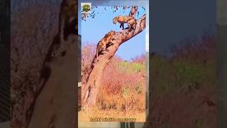 Leopard vs hyena and lion vs leopard fight on the tree wow 😀 wildlife shorts [upl. by Mloclam]