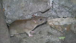 A look at Bay Areas rise in rats as CA cracks down on harmful poisons [upl. by Kroo]