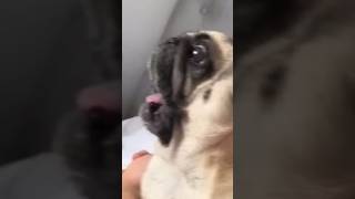 Pugs Screaming for no reason 🤣🤣 funny funnydogs funnyshorts [upl. by Wertz38]