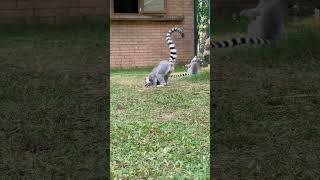 Have you ever seen ring tailed Lemur   Here it is  shorts shortvideos [upl. by Llerrom]