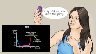 Action Potential  neurone  BioPsychology [upl. by Etnom]