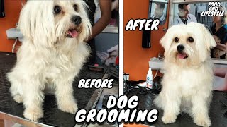 Dog Grooming  Lhasa Apso  Durgapur Pet Smart  FOODANDLIFESTYLE24 [upl. by Giulietta]