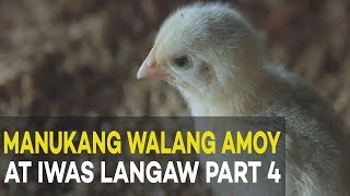 Manukang Walang Amoy at Iwas Langaw Broiler Management  Agribusiness Broiler Farming Part 4 [upl. by Yldarb883]