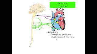 29 Chronotropic Effect Heart Rate [upl. by Aihseyt]