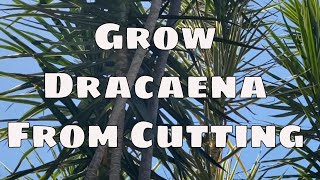 Grow Dracaena Marginata From Cutting Care Propagation with Updates Tropical Plant [upl. by Boudreaux715]