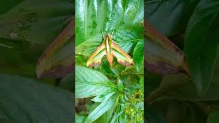 Hawk moth lepidoptera Moths Halkmoth nature [upl. by Older]