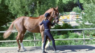 How to teach your horse to piaffe in hand [upl. by Chadwick]