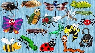 INSECTS for Kindergarten  Learn INSECTS and BUGS Names for Kids 20 INSECTS [upl. by Aletha]